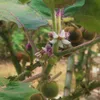 Naranjilla (Solanum quitoense)  – 10 kusov Náhľad obrázku produktu 1