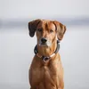 Trixie Zug-Stopp Hundehalsband BE Nordic, XS-S, Produktbild-Vorschau 4
