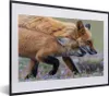 MuchoWow® MuchoWow® Gerahmtes Poster Rotfuchs mit Jungtier Produktbild-Vorschau 1