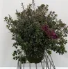 Azalea japonica - Azalia japońska Lilac 60 - 80 cm - Podgląd zdjęcia produktu 2