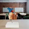 Anatomie Modell Herz des Menschen Anatomiemodell Produktbild-Vorschau 5