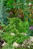 Juniperus communis 'Green Carpet', Wacholder, grün, 20–30 Produktbild-Vorschau 12