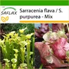 SAFLAX - džbán / láčkovka - Sarracenia flava / S. purpurea Náhled obrázku produktu 10