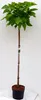 Kugel-Trompetenbaum, Gesamthöhe: 180-190 cm, Catalpa Produktbild-Vorschau 2