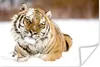 MuchoWow® Poster Tiger - Schnee - Weiß 30x20 cm - Plakate - Produktbild-Vorschau 1