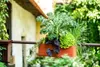 A planter box filled with various plants, including kale, is mounted on a railing on a balcony or terrace. Náhled obrázku produktu