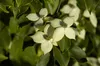 Cornus kousa 'Wieting's Select', Japanischer Produktbild-Vorschau 6