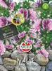SPERLI Malvensamen Stripes Malva sylvestris 60 Pflanzen Produktbild-Vorschau 3