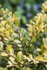 Ilex crenata 'Golden Gem', Japanische Stechpalme, goldgelb, Produktbild-Vorschau 5