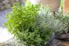 A close-up shot of a pot filled with various herbs, including mint, oregano, and rosemary, on a wooden surface. Produktbild-Vorschau