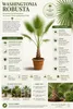Washingtonia robusta, 100–140 cm. Mexická fächerová palma, Náhled obrázku produktu 2