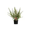 2 x  Andenstrauch  - Escallonia 'Donard Radiance'  | 40-50 Produktbild-Vorschau 2