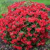 Rhododendron 'Baden-Baden' | 20-30 cm v květináči Náhled obrázku produktu 2
