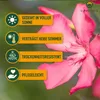 Sunny Tree - Rostlina - Oleandr- Nerium Oleander - Výška Náhled obrázku produktu 4