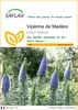 SAFLAX  - Vipérine de Madère - 100 graines - Echium Voir les images du produit 1