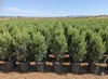 Sunny Tree - Olivenbaum - Olea Europea in Strauchform - Produktbild-Vorschau 1