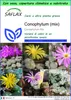 SAFLAX Garden to go - Conophytum (mix) - 40 semi - Anteprima dell’immagine prodotto 1