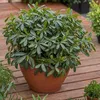 Pittospore du Japon - Pittosporum tobira nanum - Hauteur Voir les images du produit 5