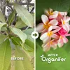 Frangipani Tekuté Hnojivo 2x1 L – 3-4-3 NPK – Pro Plumeria Náhled obrázku produktu 2