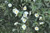 Cistus laurifolius, Zistrose, immergrün, ca. 11x11 cm Topf Produktbild-Vorschau 1
