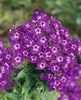 Phlox paniculata 'Purple Kiss', Flammenblume, lila, ca. Produktbild-Vorschau 2