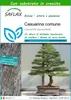 SAFLAX  - Casuarina comune - 200 semi - Con substrato - Anteprima dell’immagine prodotto 1