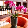 Kolibri Orchids Orchidée Phalaenopsis violette/rose, pot Voir les images du produit 13