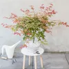 Klon japoński - 3 szt - Acer palmatum - Wysokość 60-70cm - Podgląd zdjęcia produktu 6