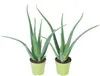 2er-Set Echte Aloe - pflegeleichte Zimmerpflanze, Aloe vera Produktbild-Vorschau 6