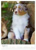 Australian Shepherds (Wandkalender 2027 DIN A4 hoch), Produktbild-Vorschau 3