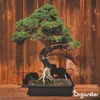 Bonsai Tekuté Hnojivo 1 L – 2-1-8 NPK – Pro Bonsai & Náhled obrázku produktu 4