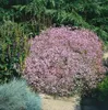 Gypsophila repens 'Rosenschleier', Schleierkraut, rosa, ca. Produktbild-Vorschau 1