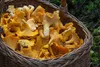 Food-United Pfifferlinge ausgesucht klein Speise-Pilz 2 x  Produktbild-Vorschau 5
