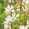 Bloomique - 6er-Set - Gaura Lindheimeri - Prachtkerze - Produktbild-Vorschau 4