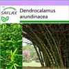 SAFLAX - Velký trnitý bambus - Dendrocalamus arundinacea - Náhled obrázku produktu 5