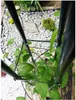 A close-up view of a green plant growing on a dark metal pergola structure, with white gravel and some greenery in the background. Náhľad obrázku produktu