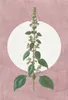 Wandbild - Menthe en Croissance - Größe 50 x 70 cm Produktbild-Vorschau 1