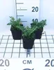 6 x Acanthus spinosus - Berenklau im topf 9 x 9 cm Produktbild-Vorschau 1