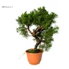 Bonsai jałowiec - Juniperus chinensis Kishu z Japonii, Podgląd zdjęcia produktu 4