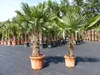 2 Stück im Palmenset Trachycarpus fortunei dicke Stämme 200 Produktbild-Vorschau 6