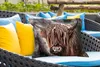 MuchoWow® Outdoor Kissen - Schottisches Hochlandrind - Produktbild-Vorschau 4