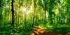 A sunlit forest path with lush green foliage. Podgląd zdjęcia produktu