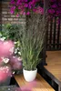 Stauden Gänge 1 x Panicum virgatum 'Nosferatu' im 1 Liter Produktbild-Vorschau 4