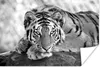 MuchoWow® Poster Tiger - Baum - Schwarz - Weiß 180x120 cm - Produktbild-Vorschau 1