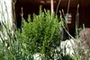 A close-up of a rosemary plant in a pot, surrounded by other plants, with a blurred background of a wooden structure. Produktbild-Vorschau