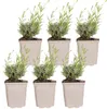 Bloomique - Lot de 6 - Lavandula Angustifolia 'Hidcote' - Voir les images du produit 1