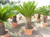 Cycas revoluta 130–150 cm – Japanische Sagopalme Palmfarn Produktbild-Vorschau 7