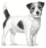 3 kg Royal Canin Anallergenic Small Dogs droogvoer voor Productafbeelding-voorbeeld 3