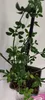 Sada 4 zimných jazmínov - Jasminum nudiflorum - výška 25 cm Náhľad obrázku produktu 2