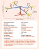A four-seat seesaw with dimensions and specifications listed below it. Voir les images du produit